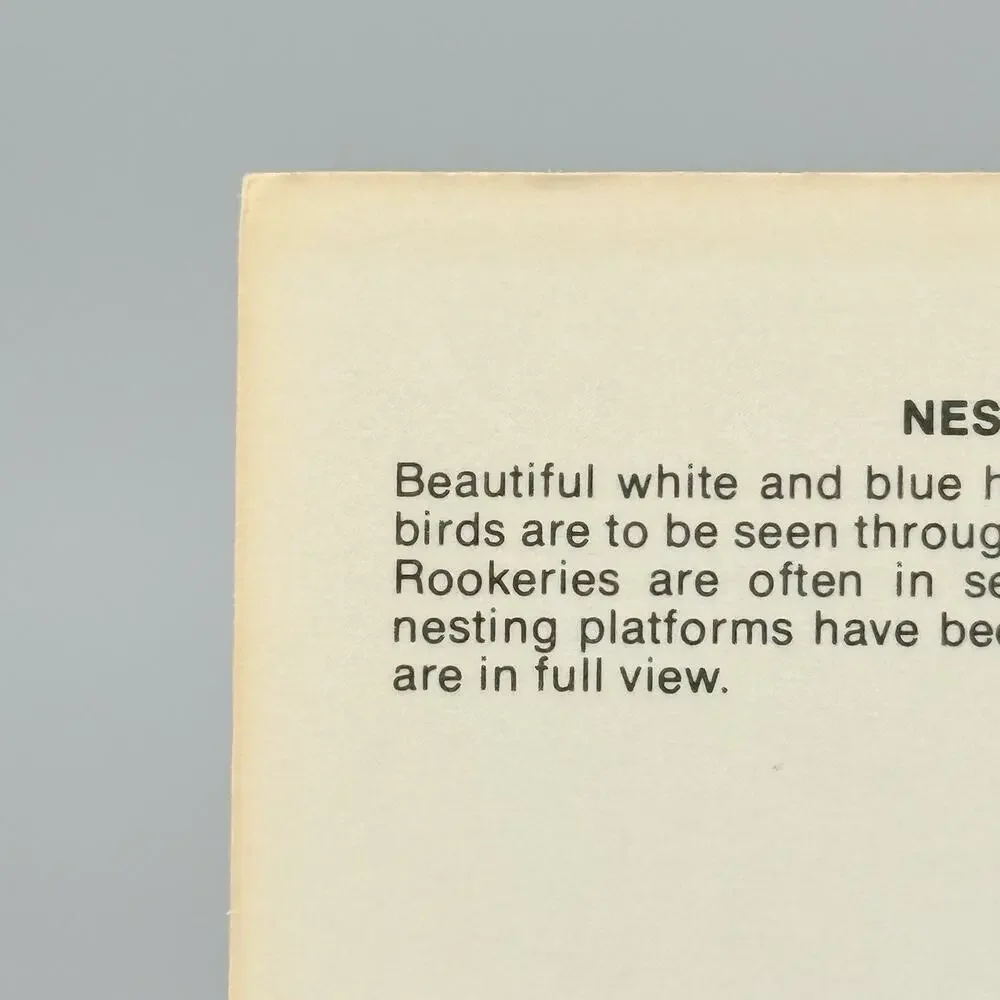 Nesting Egrets Louisiana EP-32 Vintage Blank Unused Postcard